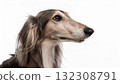 Saluki portrait 132308791