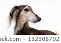 Saluki portrait 132308792
