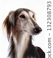Saluki portrait 132308793