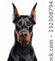 Doberman portrait 132308794