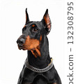 Doberman portrait 132308795