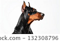 Doberman portrait 132308796