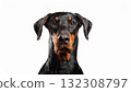 Doberman portrait 132308797