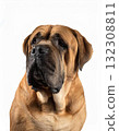Mastiff portrait 132308811