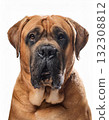Mastiff portrait 132308812