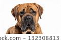 Mastiff portrait 132308813