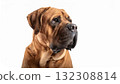Mastiff portrait 132308814