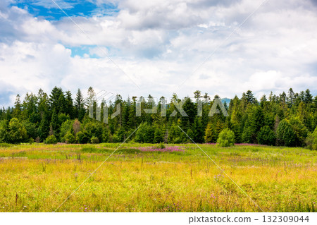 rural landscape with green field in beautiful highland of ukraine. agricultural background with coniferous forest and mountain in the distance under heavy clouds on sky. countryside pasture rural landscape with green field in beautiful highland of ukraine. agricultural background with coniferous forest and mountain in the distance under heavy clouds on sky. countryside pasture 132309044