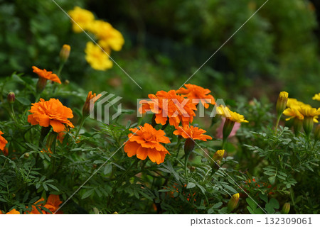 橙色萬壽菊 132309061