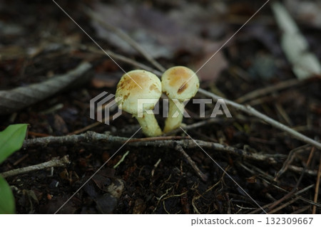 The bitter mushroom appears in the autumn forest. 132309667