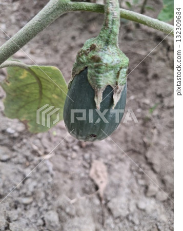 A young, green eggplant hangs from a plant stem, surrounded by dry soil and a single leaf 132309684