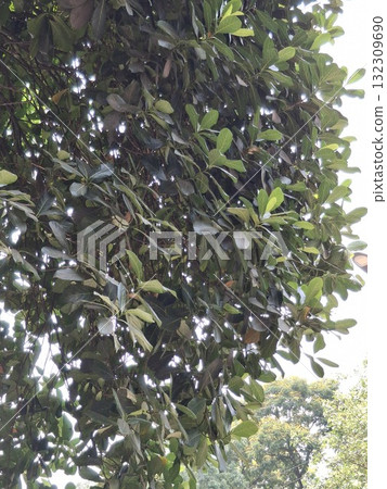 Close-up view of lush, dark green foliage of a tree, with sunlight filtering through the leaves Close-up view of lush, dark green foliage of a tree, with sunlight filtering through the leaves 132309690