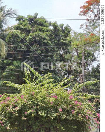 Lush green foliage and vibrant pink flowers create a dense, natural canopy under a bright sky Lush green foliage and vibrant pink flowers create a dense, natural canopy under a bright sky 132309693