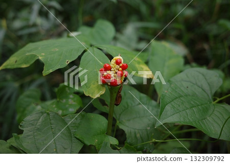 隨著秋天的臨近，虎尾蘭的果實開始變紅。 132309792