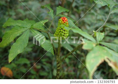 隨著秋天的臨近，虎尾蘭的果實開始變紅。 132309793