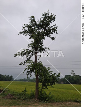A solitary, leafy tree stands tall in a lush green field under a cloudy sky, with a distant body of water A solitary, leafy tree stands tall in a lush green field under a cloudy sky, with a distant body of water 132310090
