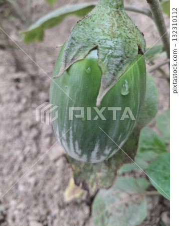 A young, green eggplant grows on a plant in the soil, showing its developing texture and leaves 132310112
