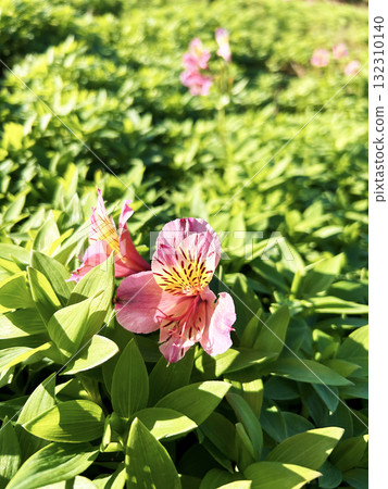 Alstroemeria close-up 132310140