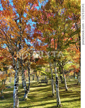 與秋葉的楓樹 132310141