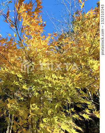 變成黃色的Momige 132310143