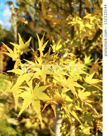 秋葉楓葉 132310144