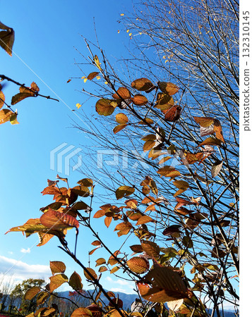 藍天下的枯樹 132310145