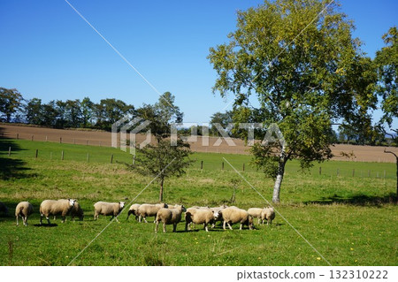 Sheep's March 132310222