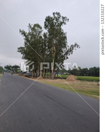 A paved road curves through a rural landscape with a cluster of tall trees and fields under an overcast sky 132310227