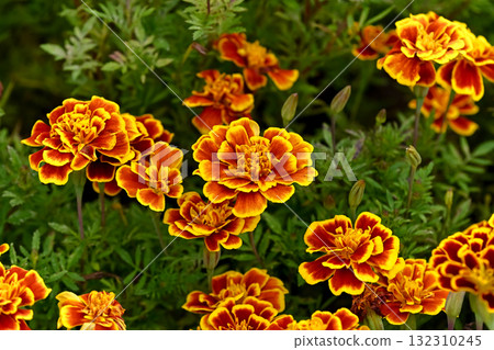 Marigold flowers are blooming Marigold flowers are blooming 132310245