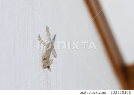 壁虎 132310308