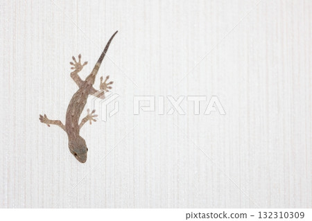 壁虎白色背景 壁虎白色背景 132310309