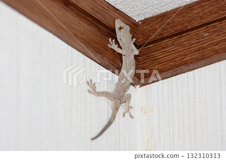 壁虎 132310313