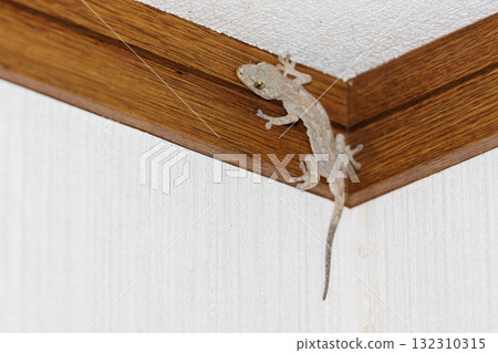 Gecko 132310315