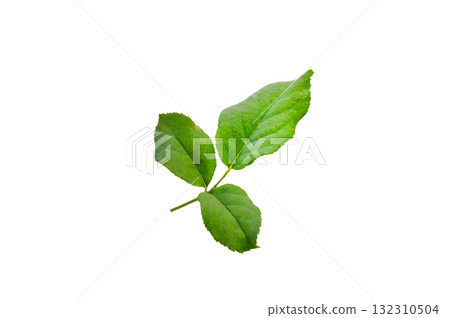 Rose leaf isolate. Rose leaf isolated, Cutout twig with green leaves Nature element for banner or card decoration with clipping path. Transparent background PNG Rose leaf isolate. Rose leaf isolated, Cutout twig with green leaves Nature element for banner or card decoration with clipping path. Transparent background PNG 132310504