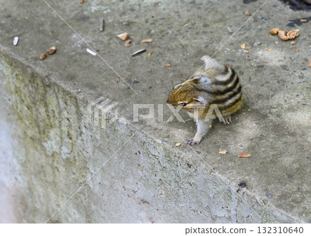 The chipmunk got up on two paws to scratch his side The chipmunk got up on two paws to scratch his side 132310640