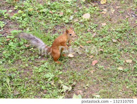A red squirrel in a clearing in the summer forest 132310705