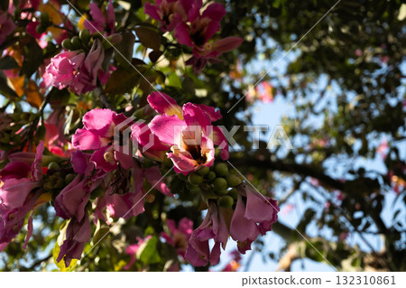 Close-up of pink silk floss tree flowers, Ceiba speciosa, showcasing vibrant pink and yellow petals against green leaves. 132310861