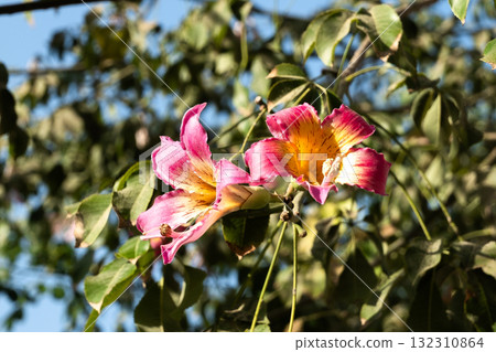 Close-up of pink silk floss tree flowers, Ceiba speciosa, showcasing vibrant pink and yellow petals against green leaves. 132310864