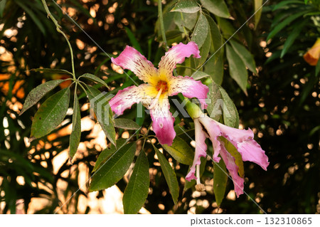 Close-up of pink silk floss tree flowers, Ceiba speciosa, showcasing vibrant pink and yellow petals against green leaves. Close-up of pink silk floss tree flowers, Ceiba speciosa, showcasing vibrant pink and yellow petals against green leaves. 132310865
