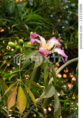 Close-up of pink silk floss tree flowers, Ceiba speciosa, showcasing vibrant pink and yellow petals against green leaves. 132310866