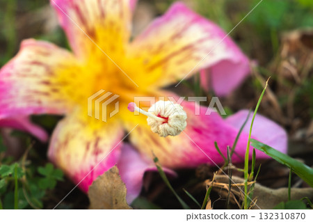 Close-up of pink silk floss tree flowers, Ceiba speciosa, showcasing vibrant pink and yellow petals against green leaves. 132310870