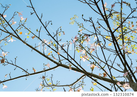 Close-up of pink silk floss tree flowers, Ceiba speciosa, showcasing vibrant pink and yellow petals against green leaves. 132310874