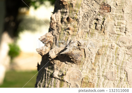 Close-up of a ceiba speciosa tree trunk with a textured surface. The trunk is light-colored and covered in spines, surrounded by green grass. 132311008