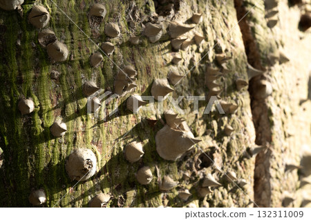 Close-up of a ceiba speciosa tree trunk with a textured surface. The trunk is light-colored and covered in spines, surrounded by green grass. Close-up of a ceiba speciosa tree trunk with a textured surface. The trunk is light-colored and covered in spines, surrounded by green grass. 132311009