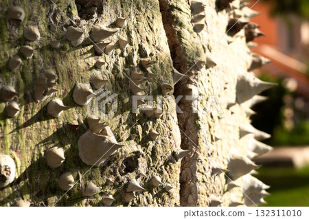 Close-up of a ceiba speciosa tree trunk with a textured surface. The trunk is light-colored and covered in spines, surrounded by green grass. 132311010