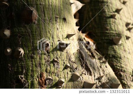 Close-up of a ceiba speciosa tree trunk with a textured surface. The trunk is light-colored and covered in spines, surrounded by green grass. Close-up of a ceiba speciosa tree trunk with a textured surface. The trunk is light-colored and covered in spines, surrounded by green grass. 132311011