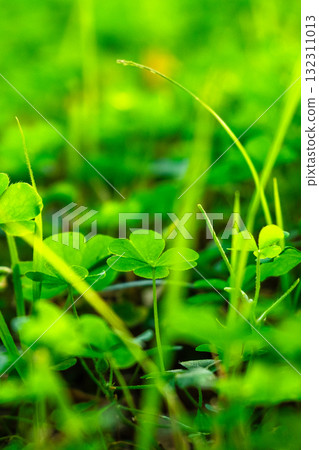Close-up of lush green grass and clover plants. The scene captures vibrant foliage with various shades of green, symbolizing nature and growth. Close-up of lush green grass and clover plants. The scene captures vibrant foliage with various shades of green, symbolizing nature and growth. 132311013