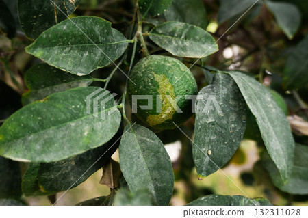 Title: A close-up of a single green orange hanging from a green orange tree branch. The leaves are lush and healthy, showcasing the vibrant colors of the fruit and foliage. 132311028
