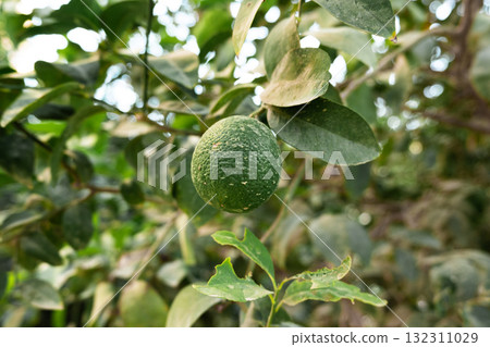 Title: A close-up of a single green orange hanging from a green orange tree branch. The leaves are lush and healthy, showcasing the vibrant colors of the fruit and foliage. 132311029