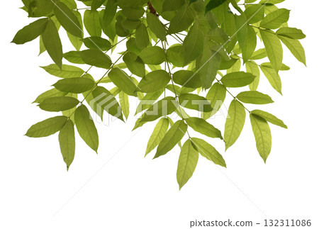 Cut out green leaves for nature concept foreground decoration isolated on white background. Cut out green leaves for nature concept foreground decoration isolated on white background. 132311086
